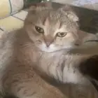 سكوتش فولد قولد