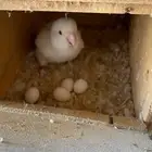 جوز روز البينو معه بيض