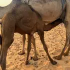 حاشي لباني على لبن امه والرعي