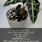 نبات داخلي