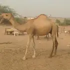 قعدان للبيع العدد 10