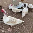 بط مسكوفي منتج