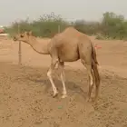 قعدان للبيع العدد 10