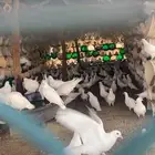 حمام فرنسي جامبو