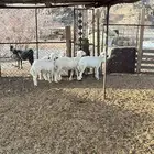 3رخال. وطلي