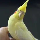 للبيع كروان اليف جدا وبصحه جيده