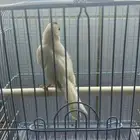 تم البيع الله يبارك لصاحبها بعدد ريشها