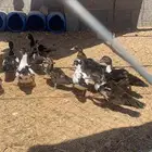 بط مصري عمر شهر ونص وفوق