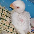 فروخ روز البينو