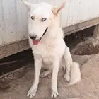 العزيزيه قريب شارع النصر