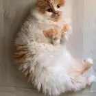 قطط لتبني