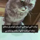 قط شيرازي عمره 5
