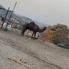 بعير للبيع وإنتاجها موجود