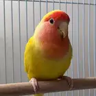روز انثى