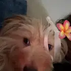 كلب مالتيز بيور العمر سنه و8اشهر