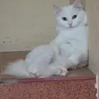 قطة شيرازية للتبني غير معقمه