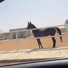 فرس دهماء