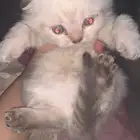 قطط للبيع