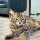 قط للتبني عمره 4 شهور لعوب مرا مطعم مره وحده