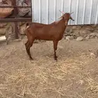 تيس فحل
