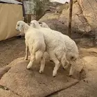 خروف وثنتين رخال