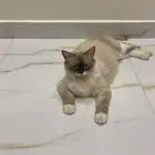 قطة هملايا