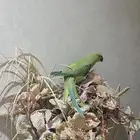 ببغاء دره اليف للبدل فرخ لعوب