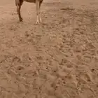 الشعلا البياضيه الكفو القحه