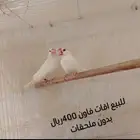 زوج اقات فاون من الانتاج