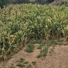 حبش (علف ) للمواشي