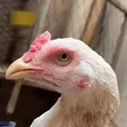 دجاجه باكستانية كريميه