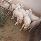 خرفان للبيع