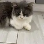 الشرقية الدمام