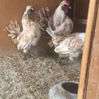 طقم كويتي هزاز ريديوس فاخر قصار