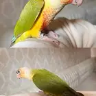 طائر كنيور للقنفذة وضواحيها