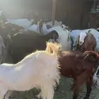 ماشاءالله حلال للبيع البيع جمله
