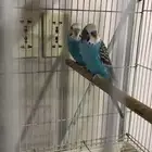 للبيع جوز طيور حب
