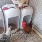 دجاج للبيع تم البيع