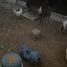 ديكه للبيع العمر ست شهور