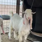 تيس بيور ابيض صافي