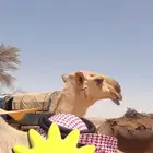 للبيع ناقه بداوه وعلي جميع الشروط