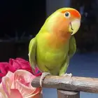 للبيع ببغاء روز اليف وفخم
