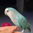 للبيع ببغاء الروز الاليف
