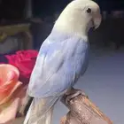 للبيع ببغاء روز