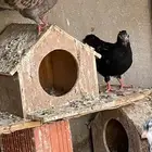 حمام قلاب كوره