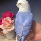 للبيع ببغاء الروز الاليف
