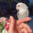 للبيع ببغاء روز مناسب للاطفال
