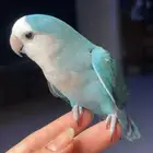 للبيع ببغاء روز الاليف