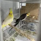 جوز كروان سوبر جامبو منتج