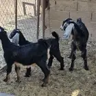 تيوس وجفار للبيع